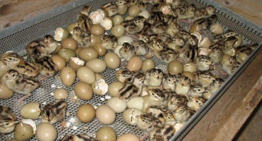 Inkubace bažantích vajec: načasování, pravidla a akce po vylíhnutí